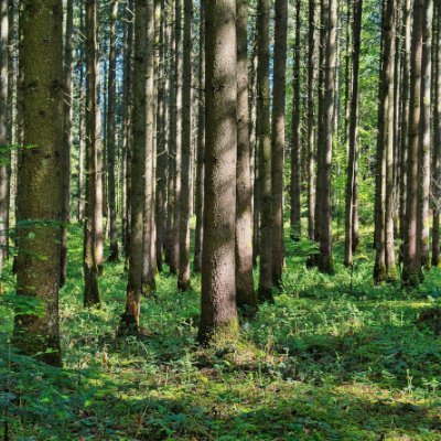 Digiforest is an Horizon Europe-funded project developing innovative technology for sustainable forestry involving partners from across Europe.