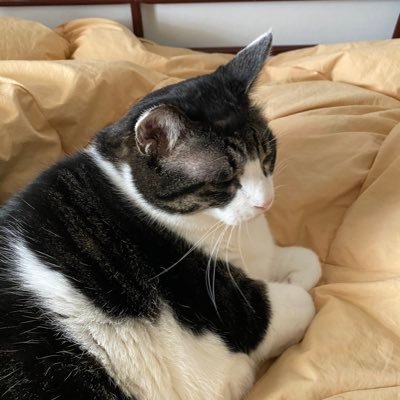 kotnyan2's profile picture. 30年待ったが救世主マイトレーヤは現れるなかった。世界線が大きく変わったのかも。