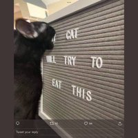 🐈‍⬛(@pdavislibrarian) 's Twitter Profile Photo