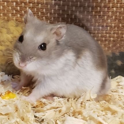 GDoIa6WCNOYWHa8's profile picture. 