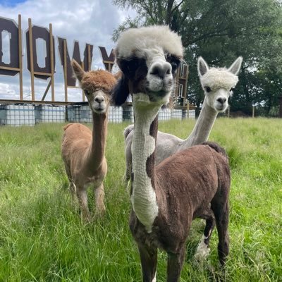 Die Alpakas Adorno, Booster & Chewpaca wohnen seit kurzem im @abc_huell bei Stade. Stay tuned für Alpaka-Content, Flausch & spannende neue (Bildungs-)Angebote!