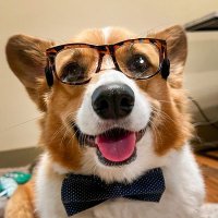 corgi lovers club(@corgiloversclu3) 's Twitter Profile Photo