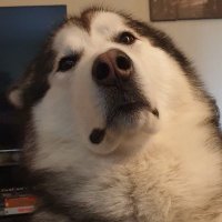 CryptoKani (@kani_crypto) 's Twitter Profile