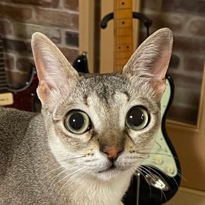 ねこすき。シンガプーラの「りの」♀と 先住猫のサビの「チャチャ」♀との 日々を ぽつぽつ つぶやいていこうかと。たまに趣味のギターや機材のことも つぶやきます。