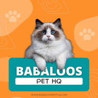 Babaloo's Pet HQ (@babaloospethq) 's Twitter Profile