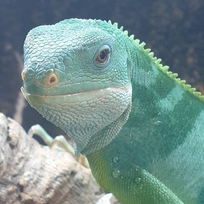 UrbanJungleMcr's profile picture. Exotic Pet Shop Specialising in Reptiles & Aquatics. Follow us through the exploration of The Urban Jungle!

AALN: 255884 issued by Manchester City Council