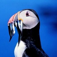 Farne Islands (@farneislands1) 's Twitter Profile