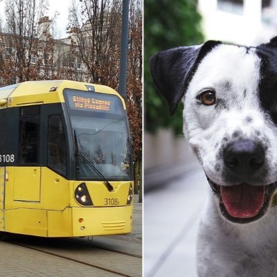 Dogs on trams, Manchester