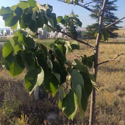 Bull_Dozzer_007's profile picture. 