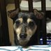 Pugs (@pugs8_) Twitter profile photo Pugs (@pugs8_) Twitter profile photo
