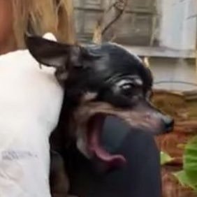 rochabeatriz's profile picture. 50% tremedeira, 50% ódio de classe.
catarinense não praticante 😪

ela/dela