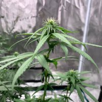 Random Stoner Thoughts (@thestonedmind) 's Twitter Profile Photo Random Stoner Thoughts (@thestonedmind) 's Twitter Profile Photo