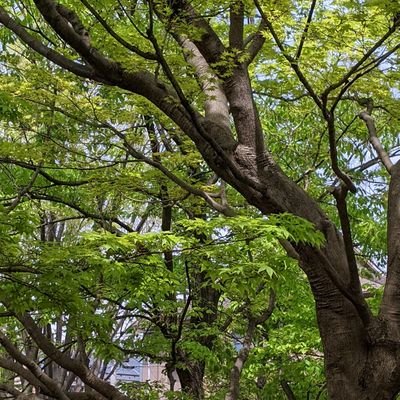 コツコツ平凡に生きたい、
そのためには世の中平和じゃないと、
駄目だよな。