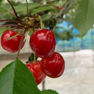 【unofficial】Higashine City is a legendary place in Japan where you can taste a variety of fascinating fruits. #山形県 #東根市 #Japan #NFT #cherry #Ordinal #BTC