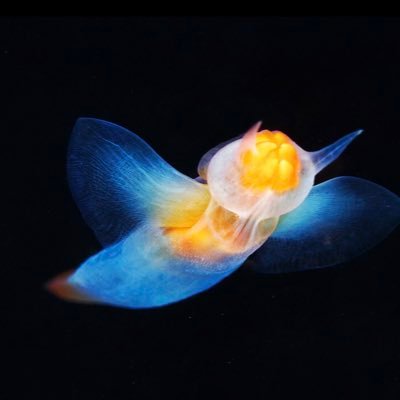 🦋@100dianne.bsky.social astronomy ocean physics science ethics education democracy philosophy. Sea Angel pteropods - Alexander Semenov