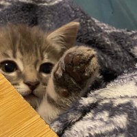 v (@torz321) 's Twitter Profile