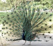 asaraf25's profile picture. I am a followers of Mohammad Bayazeed Khan Panni
(The Leader Of The Time)
hezbuttawheed.ocm