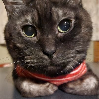 おはぎさんのプロフィール画像