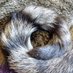 TabbyTail (@tabithatail) Twitter profile photo TabbyTail (@tabithatail) Twitter profile photo