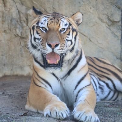 fujimaki728's profile picture. 動物園好き✨トラ好き🐯
日本平動物園のフジがとにかく好き🙌
遊亀公園付属動物園リニューアル待ち✨️
カメラは永遠の初心者！