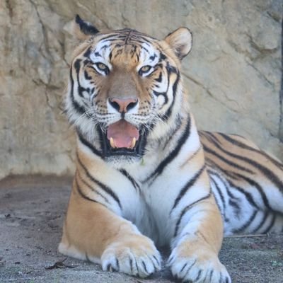 動物園好き✨特に好きなのはアムールトラ🐯推しトラはフジです☺️遊亀公園付属動物園リニューアル待ち✨️カメラ初心者🔰