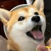 弟 (@poincobr) Twitter profile photo 弟 (@poincobr) Twitter profile photo