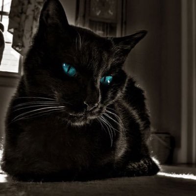 游离于心与爱之间的猫-