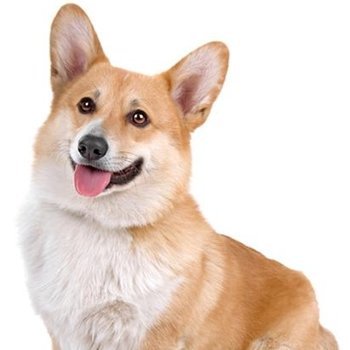 Welove corgi ❥ IP.