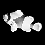 MarineReefTank's profile picture. 