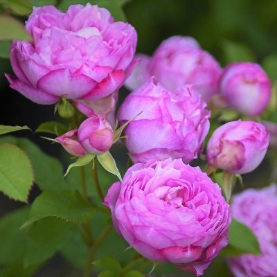 大阪の枚方市で薔薇（バラ）を販売・生産しています。特技はバラのプロファイリング、そして人を笑わせること。みんなーよろしくね～。ローズ ソムリエ＃rose