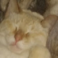 Le Potat(@Emery_the_potat) 's Twitter Profile Photo