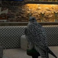 صالح (@abojana577) 's Twitter Profile Photo صالح (@abojana577) 's Twitter Profile Photo