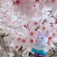 奈々華 (@tn1317) 's Twitter Profile
