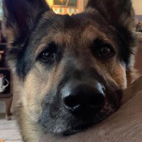 Derek McCoy (@darederek33) 's Twitter Profile