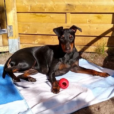 WirZiehenAnsMeer@t-online.de
...owned by a young Manchester Terrier 🐾🇬🇧a proud, powerful, so smart hounddog.❤️Loving Cornwall & Crete & the German Coasts⛵🌊