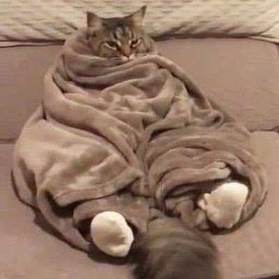 CatMr15's profile picture. 