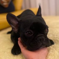 Riku (@bknb61) 's Twitter Profile
