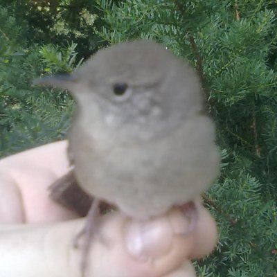 tweetyさんのプロフィール画像
