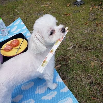 おばたにえんさんのプロフィール画像