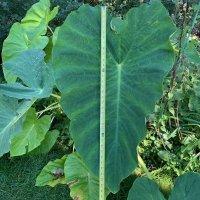 Gardeningfun (@gardendelightfu) 's Twitter Profile Photo Gardeningfun (@gardendelightfu) 's Twitter Profile Photo