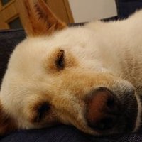 わんわん@ウマスキー (@wongwong_o) 's Twitter Profile Photo