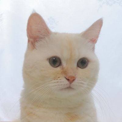 ミヌエットのメヌヌです😺2020/8/18🐟🐟🐟🐟寝顔がカワイイクリーム系男子🐾Amazonアソシエイトも参加中✨
👇YouTubeも見てね!