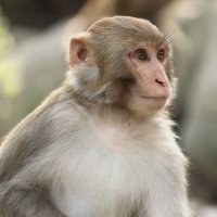 Golosok (@teodormine) 's Twitter Profile