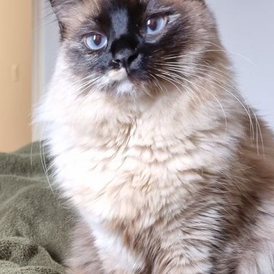 griz_milena's profile picture. letras s jornal