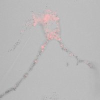 Marks Lab (@marks_labchop) 's Twitter Profile