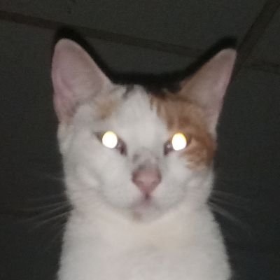Shinxさんのプロフィール画像