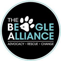 The Beagle Alliance (@beaglealliance) 's Twitter Profile Photo The Beagle Alliance (@beaglealliance) 's Twitter Profile Photo