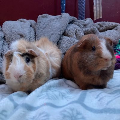 I post about my Guinea pigs. thats it. 🥕🥬🍅🫑 Oscar🧡 + Sylvester 🤎