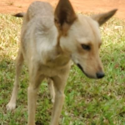 Dog services rescue and care
I look after dogs and find a better shelter , food and medication for them support my project through a donation