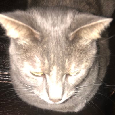 lasagnacatt's profile picture. 20